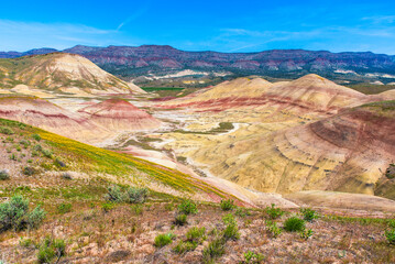 Wildflowers In the Painted Hills