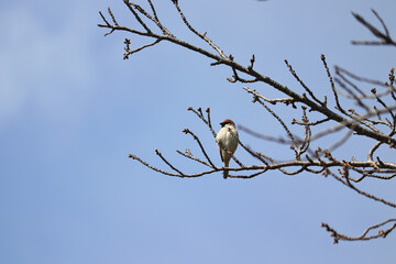 枝にとまる可愛い雀