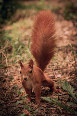 A bright, red, fluffy squirrel in a wild forest. A wild forest through which a red, fluffy squirrel moves.