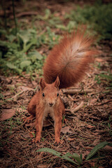 A bright, red, fluffy squirrel in a wild forest. A wild forest through which a red, fluffy squirrel moves.