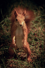 A bright, red, fluffy squirrel in a wild forest. A wild forest through which a red, fluffy squirrel moves.