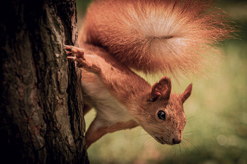 A bright, red, fluffy squirrel on a tree in a wild forest. A wild forest, through which a red, fluffy squirrel moves, on a tree.