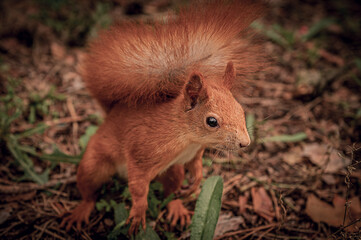 A bright, red, fluffy squirrel in a wild forest. A wild forest through which a red, fluffy squirrel moves.