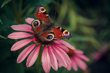 A bright textured butterfly sits on a beautiful flower. A beautiful, bright flower on which sits a textured butterfly.