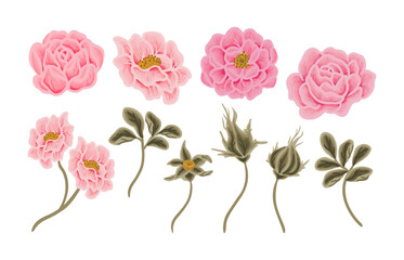 Vintage hand drawn wildflowers, pink rose, daisy, peony flower, and leaf branch vector clip art illustration element collection © Artflorara