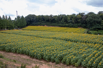 Fototapeta na wymiar 世羅高原のひまわり畑