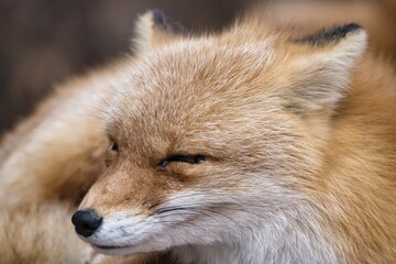 Hokkaido, Japan - November 17, 2023: Closeup of Ezo red fox or Kita-kitsune in Hokkaido, Japan
