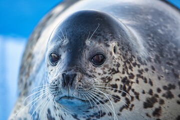 Hokkaido, Japan - November 16, 2023: Closeup of a Face of Spotted Seal
