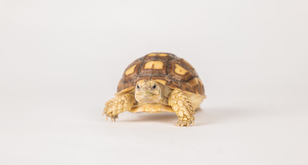 An African spurred tortoise, or sulcata tortoise, is featured in this isolated portrait on a white...