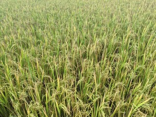 Paddy field in Palakkad, Kerala, India