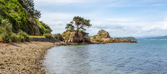 Fototapeta na wymiar Tree on the shoreline on rocks 