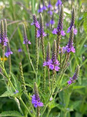 close up of lavender