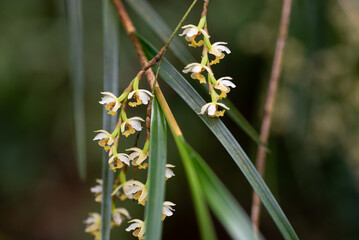 The flowering raceme of the epiphytic orchid Earina mucronata. also know as the bamboo orchid or peka-a-waka, it is endemic to New Zealand.