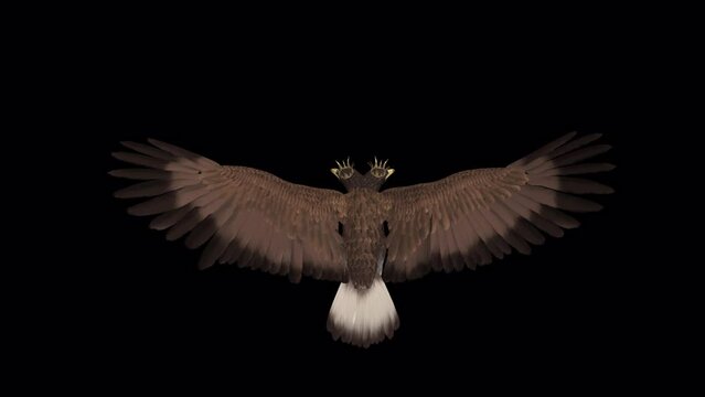 Double-Headed Eagle Bird - Imperial Symbol - Flying Loop - Top Back View Closeup - Realistic artistic 3D animation with alpha channel isolated on transparent background