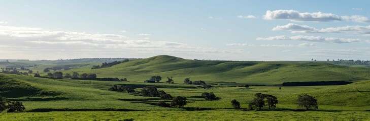Fototapeta premium beautiful farming landscape of green rolling hills and green grass. cows on an beef agriculture farm in springtime in australia panorama 
