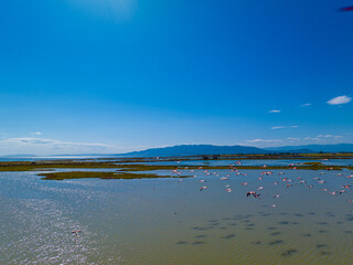 Flock of flamingos above the river Ebro, the delta region of the Ebro River in the southwest of the...