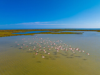 Flock of flamingos above the river Ebro, the delta region of the Ebro River in the southwest of the Province of Tarragona in the region of Catalonia in Spain