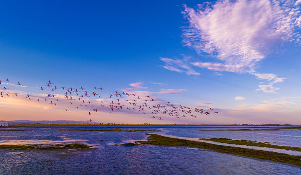 Flock of flamingos above the river Ebro, the delta region of the Ebro River in the southwest of the Province of Tarragona in the region of Catalonia in Spain