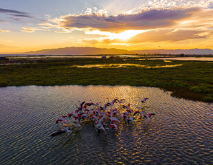 Flock of flamingos above the river Ebro, the delta region of the Ebro River in the southwest of the...