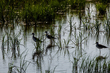 Avocets in delta of the river Ebro, the delta region of the Ebro River in the southwest of the Province of Tarragona in the region of Catalonia in Spain