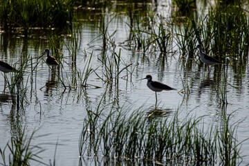 Avocets in delta of the river Ebro, the delta region of the Ebro River in the southwest of the Province of Tarragona in the region of Catalonia in Spain