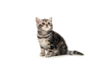 Fluffy purebred gray kitten on a white isolated background