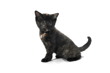 A gray purebred fluffy kitten sits on a white isolated background