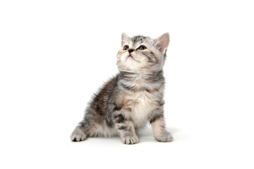 Fluffy purebred gray kitten on a white isolated background
