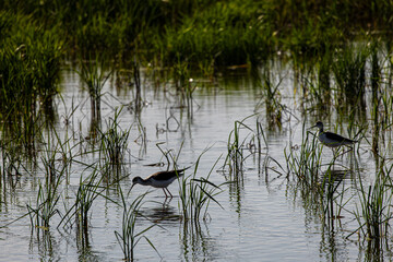 Avocets in delta of the river Ebro, the delta region of the Ebro River in the southwest of the Province of Tarragona in the region of Catalonia in Spain