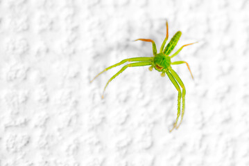 Small green spider on the wall.