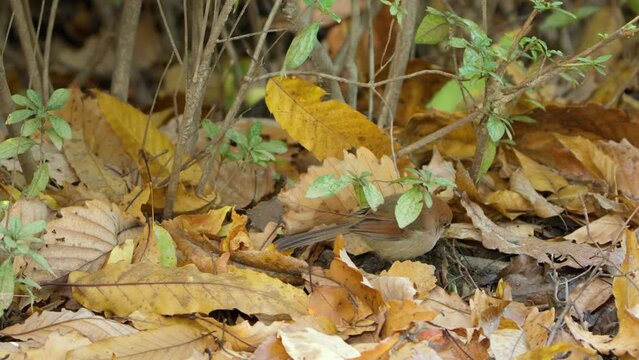 Vinous-throated Parrotbill Bird Forages on Ground in Autumn Fallen Leaves Close-up (Suthora webbiana)