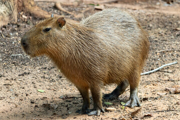 The capybara (Hydrochoerus hydrochaeris)
