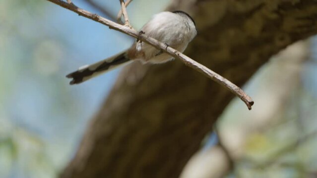 Long-tailed Tit (Aegithalos caudatus) or Bushtit Foraging Perched on Tree Branch