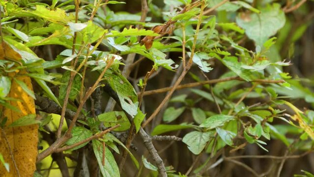 Vinous-throated Parrotbill Bird On a Bush Bites Leaf and Flies Away in Slow Motion Close-up (Suthora webbiana)