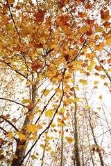 autumn leaves on a tree