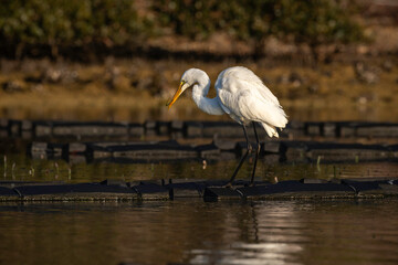 Great Egret (Ardea modesta) catching a pipefish, Narooma, NSW, September 2023