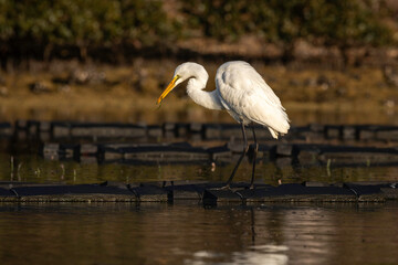 Great Egret (Ardea modesta) catching a pipefish, Narooma, NSW, September 2023