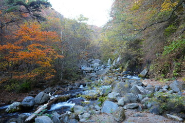 Autumn Landscape and Doryu no Taki Waterfall in Yamanashi, Japan - 日本 山梨県 吐竜の滝