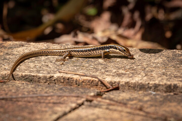 Water Skink, Narooma, NSW, September 2023