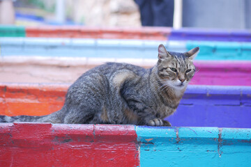  gray color cat sitting on colorful stair at balat 