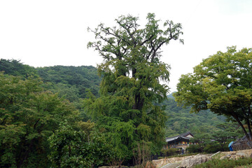 Temple of Yongmunsa Temple, South Korea