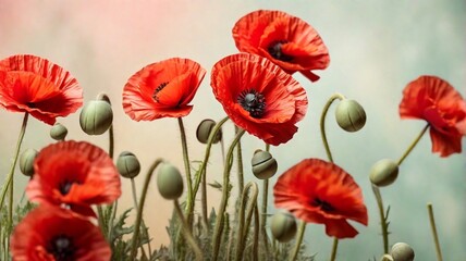 Obraz premium poppy flowers in the field