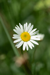 Obraz premium Daisy in a New Zealand field