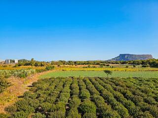 섬이 보이는 감귤농장(Tangerine farm with island view)