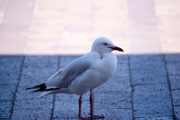 A seagull is a type of bird that lives near the coast and around bodies of water. They are known...