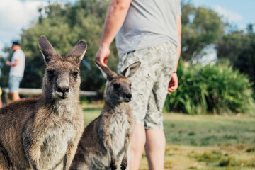 wildlife of kangaroos with their children eating grass and moving freely in the green areas of parks and beaches in Australia