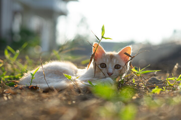 White brown cat play in grass