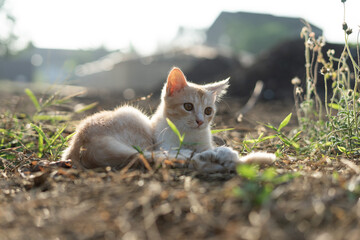 White brown cat play in grass