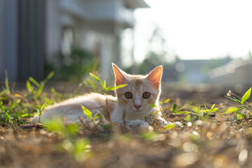 White brown cat play in grass