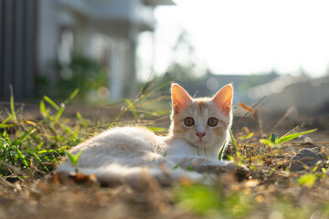 White brown cat play in grass